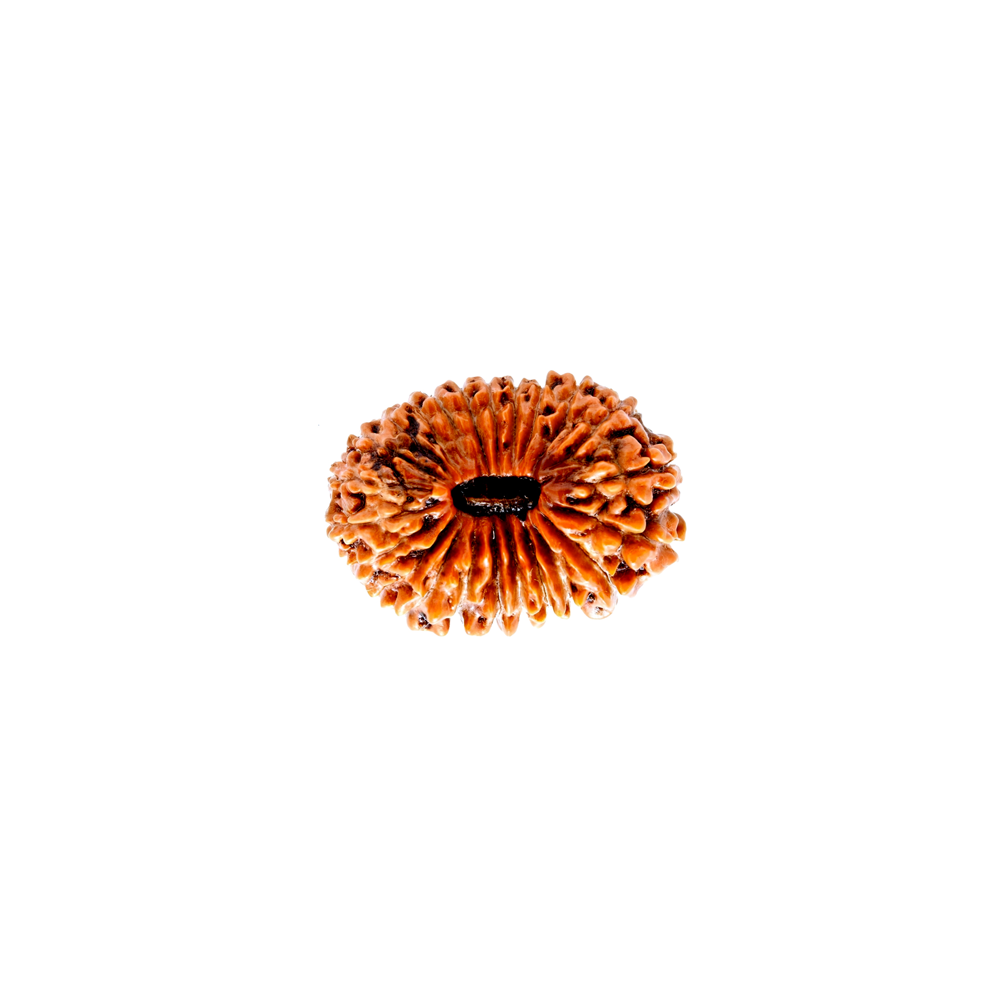23 mukhi rudraksha in Nepal